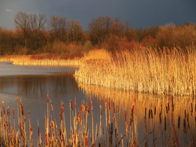 Controlling Cattails in Wetland Areas